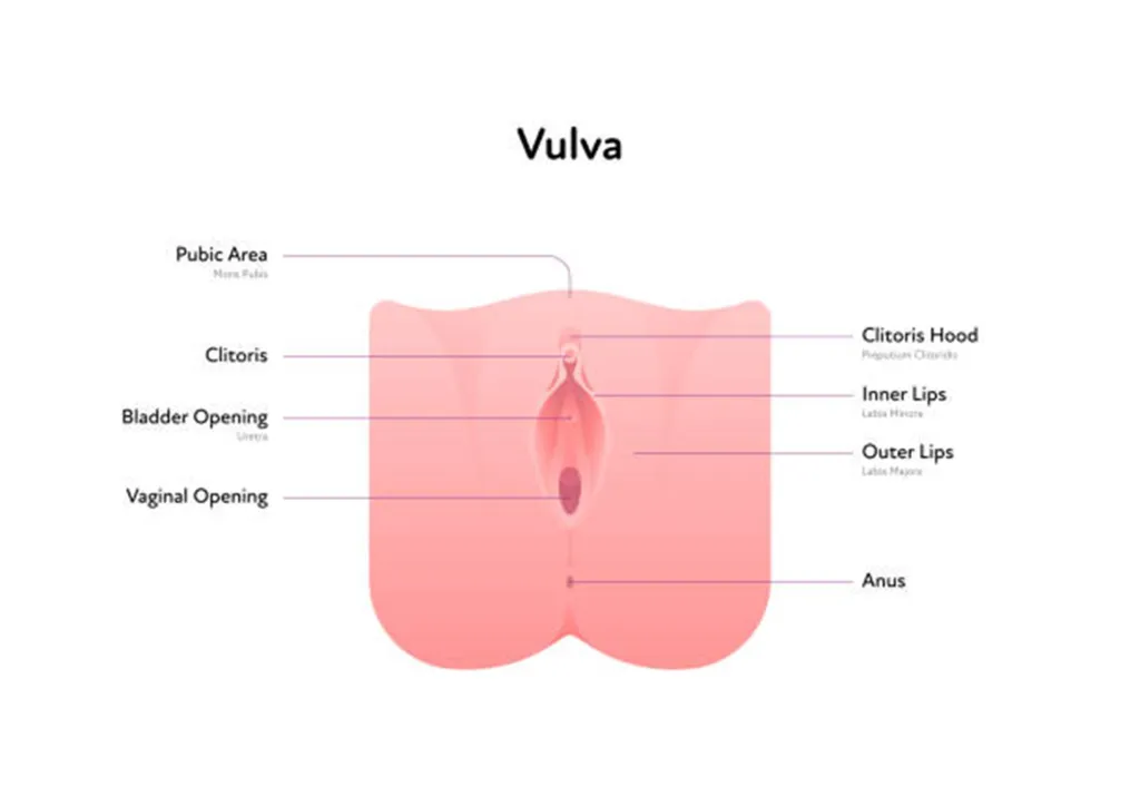 Labiaplasty-1st-Bullet