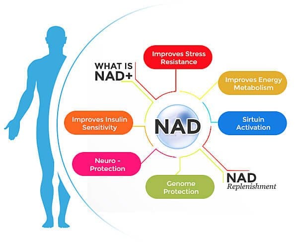 NAD1 NAD1